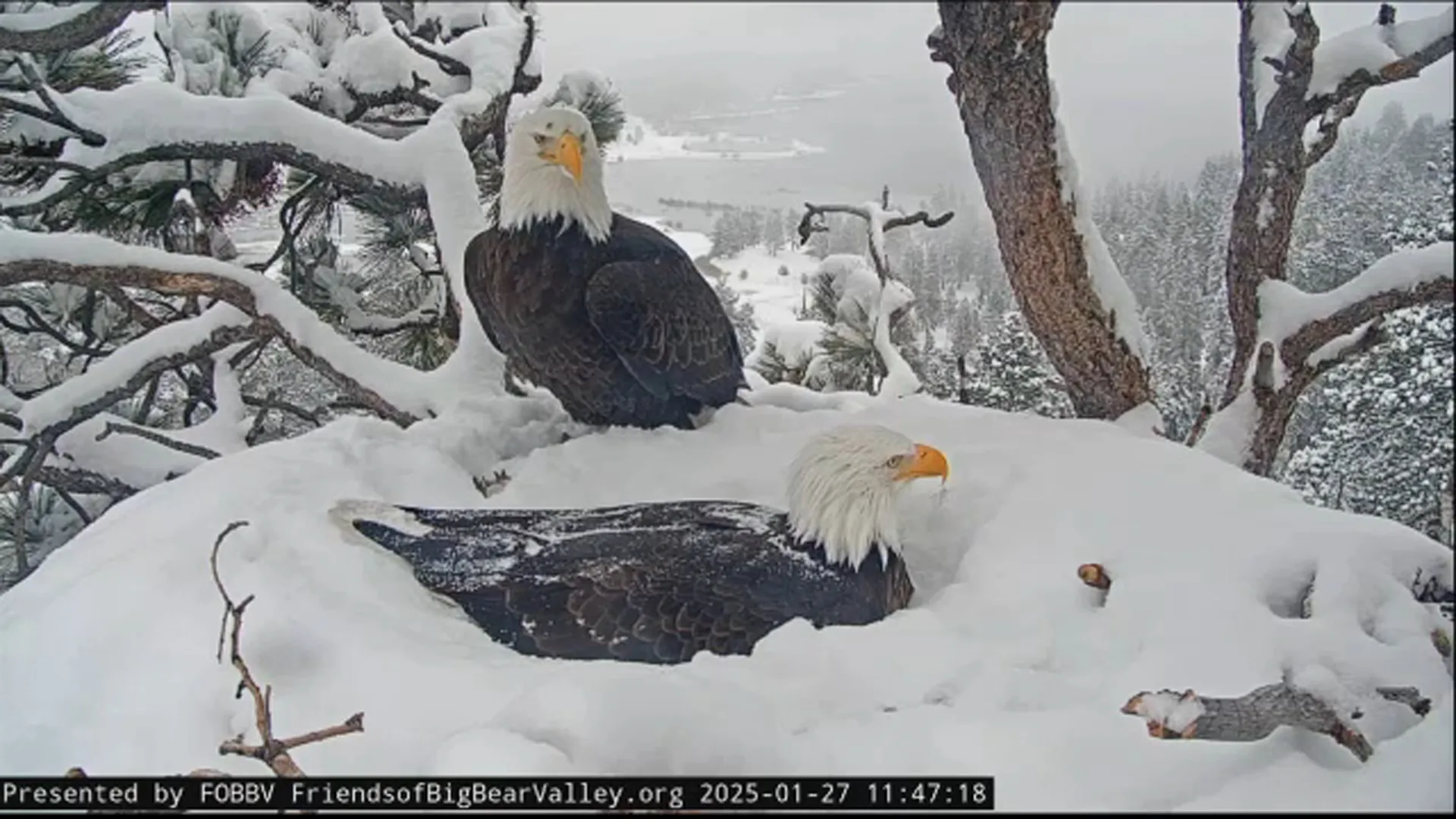 Big Bear bald eagles Jackie and Shadow perched together on a snowy nest