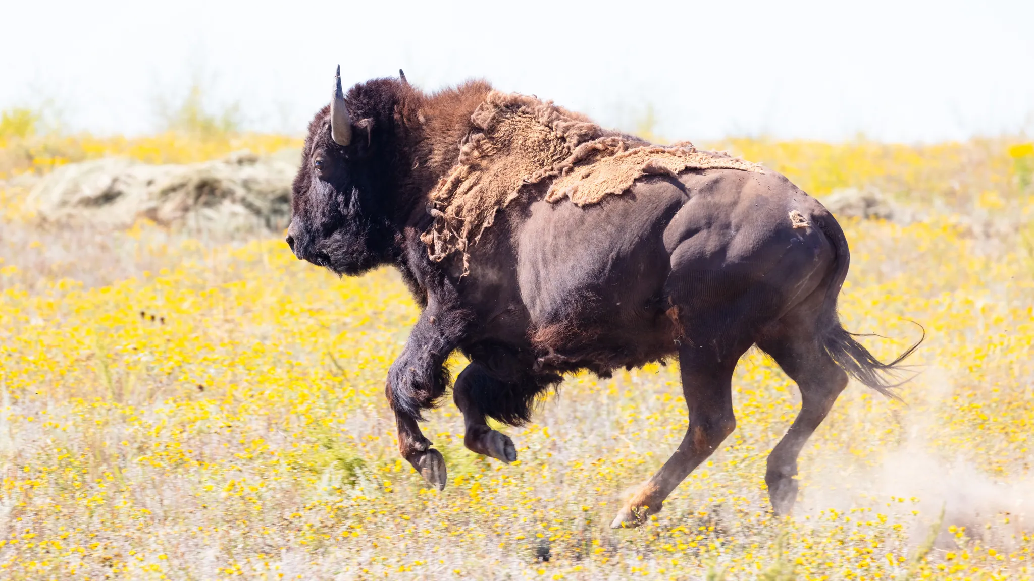 Wild bison in Yellowstone National Park