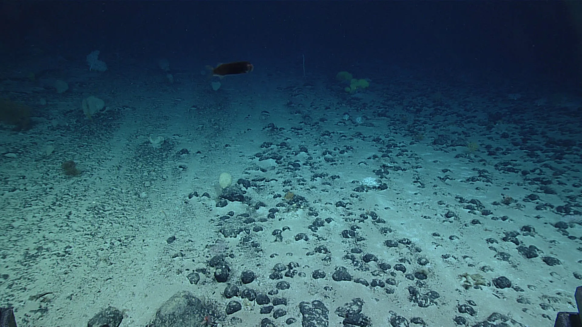 Dense field of dark polymetallic nodules across the abyssal seafloor