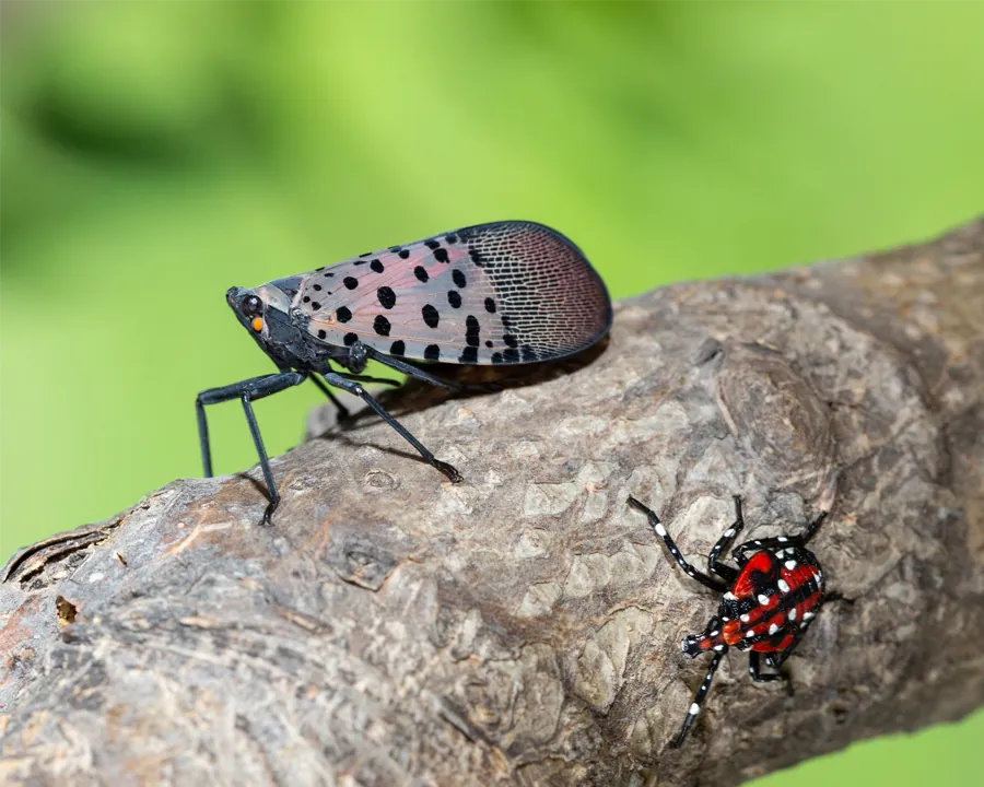 Adult spotted lanternfly with gray forewings and red spotted underwings