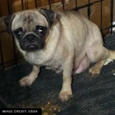 Dog at the Swedlund breeding facility in Iowa in a DOJ-published photograph