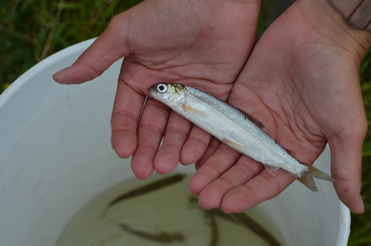 Outdoor earthen pond-rearing site used by the Sault Ste. Marie Tribe to grow juvenile lake whitefish before release